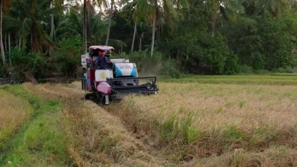 South Sulawesi Indonésia Setembro 2023 Agricultor Que Colhe Terras Agrícolas — Vídeo de Stock