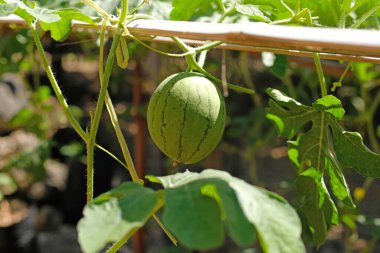 Bahçede taze karpuz meyvesi