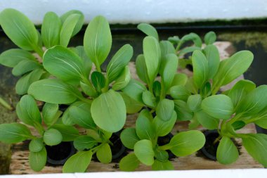 Çin lahanası hidrofonik sistem kullanılarak yetiştirilir.