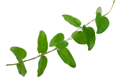 Şeffaf bir arkaplanda taze çimen jölesi yaprakları