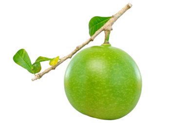 Yeşil Calabash Cujete Crescentia meyvesi beyaz arka planda izole