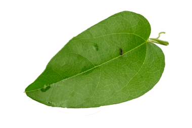 Şeffaf arkaplanda görünür damarları olan canlı yeşil bir yaprağın yakınına.