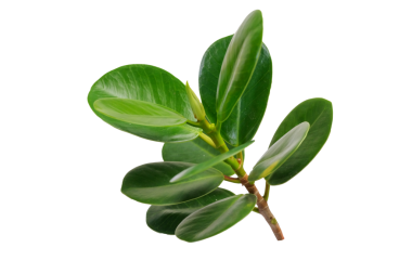 Yeşil Santralin Kapanışı Şeffaf Arkaplanda Yapraklar