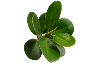 Şeffaf bir arkaplanda canlı yeşil yeşilliklerin yakın çekimi