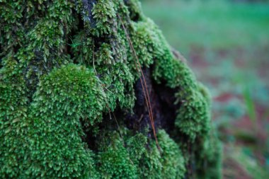 Açık havada koyu kahverengi ağaç kabuğunda yemyeşil yosun var.