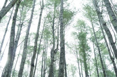 Parlak güneş ışığı altındaki yoğun çam ağaçlarının ormanına bakıyorum.