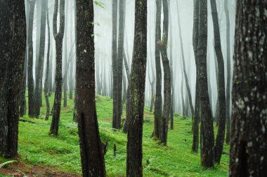 Puslu Orman Yeşiller Altında Ve Uzun Koyu Ağaçlar