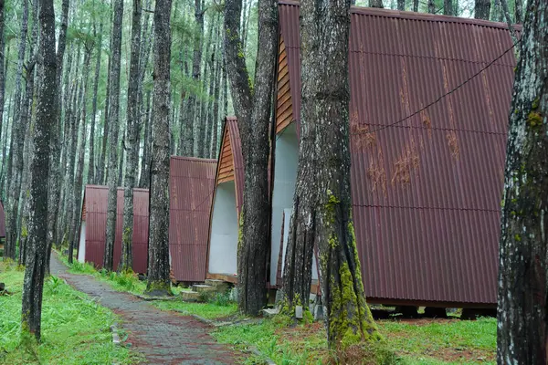 Uzun Çam Ağaçları Arasındaki Kırsal Kulübeler