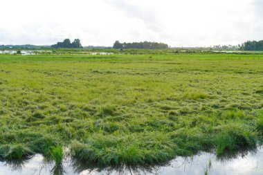 Geniş Yeşil Pirinç Tarlaları Parlak Gökyüzü Altında