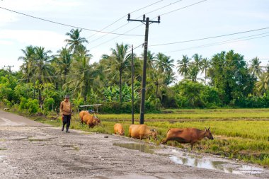 Sulawesi, Endonezya, 05 - 31-2025: Çamurlu bir yolda sığır güden kişi