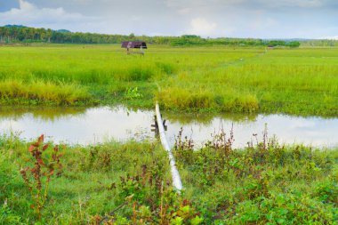 Sulama Kanalı ve Bulutlu Gök Altında Küçük Sığınaklı Huzurlu Tarım Alanı