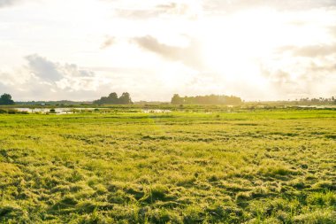 Serene Green Meadow Sunset 'te Altın Gün Işığı Altında
