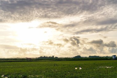 Serene Manzarası Lush Meadow Üzerinde