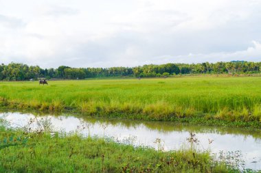 Serene Green Rice Paddy Field ve Sulama Kanalı Bulutlu Gökyüzü Altında