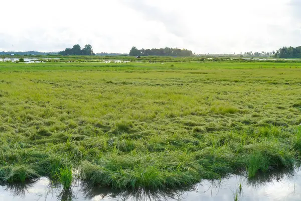 Geniş Yeşil Pirinç Tarlaları Parlak Gökyüzü Altında