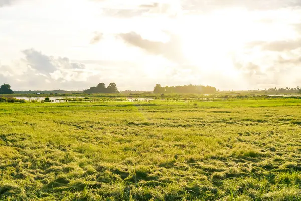 Serene Green Meadow Sunset 'te Altın Gün Işığı Altında