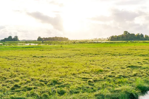 Geniş Yeşil Tarım Alanı Bulutlu Gökyüzü ile Gündoğumunda