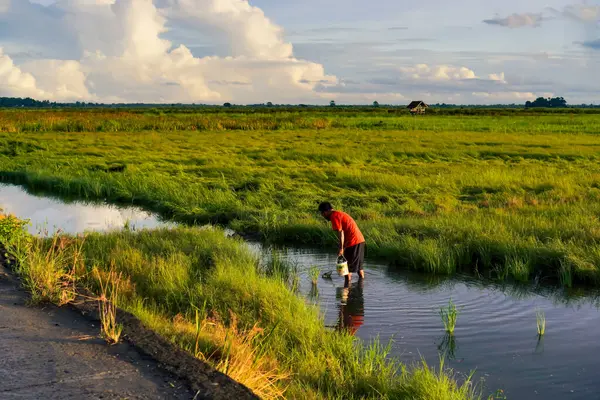 Kırmızı gömlekli genç adam güneşli gökyüzünün altındaki yemyeşil çeltik tarlasında çalışıyor.