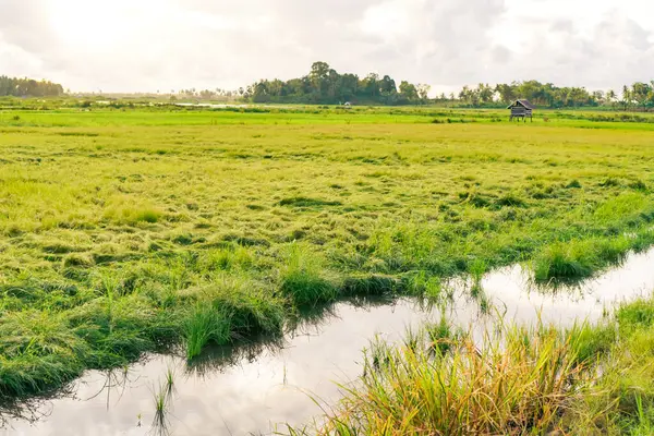 Bulutlu Gökyüzü Altında Resimli bir çeltik tarlası