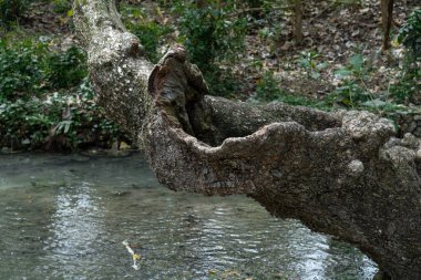 Suyun Üzerinde Ağaç Gövdesine Yakın