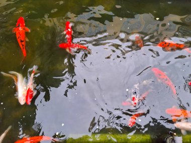 Bereketli yeşilliklerle çevrili sakin bir gölette zarif bir şekilde yüzen renkli balıklar.