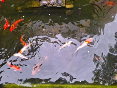 Bereketli yeşilliklerle çevrili sakin bir gölette zarif bir şekilde yüzen renkli balıklar.