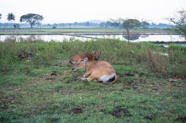 İki Kahverengi İnek Yeşiller Tarlasında Dinleniyor