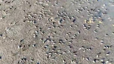 Güneşli bir günde Kuşlar Kumsalda Dinleniyor