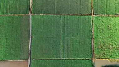 Parlak Güneş Işığı Altındaki Simetrik Çiftlik Düzeninde Yemyeşil Ürünlerin Hava Görünümü