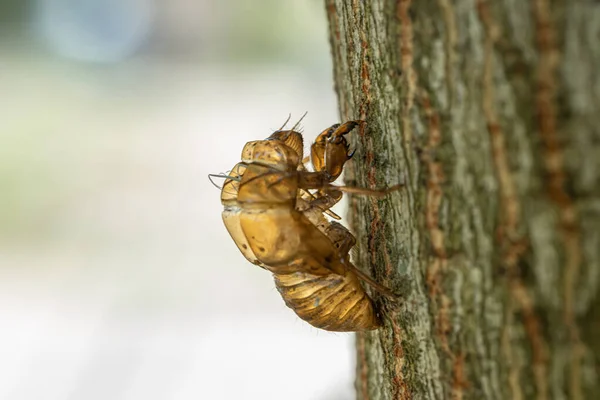 Skin Cicada Nymph Cicadidae Tree Trunk Macro Photography — Photo