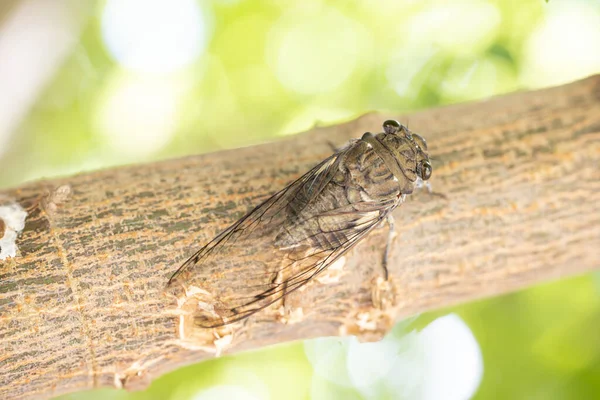 Cicada Cicadidae Resting Tree Branch Macro Photography — Photo