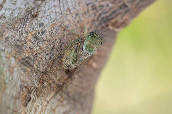 Cicada Cicadidae Descansando Sobre Tronco Árbol Macro Fotografía — Foto de Stock