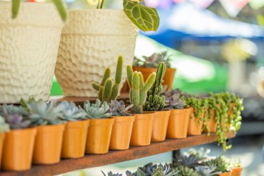 Bir sokak tezgahında kaktüs ve sulular.