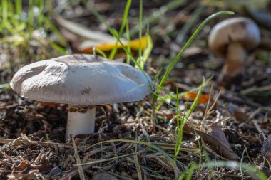 Çimlerin üzerinde iki mantar (Agaricus campestris).