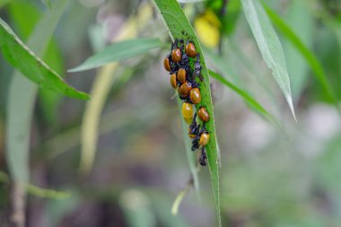 Uğur böcekleri (Coccinellidae) bir yaprak üzerinde pupa 'dan çıkar.