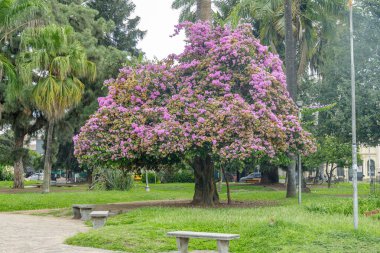 Pembe lapacho (Handroanthus impetiginosus) San Salvador de Jujuy Plaza Belgrano 'da.