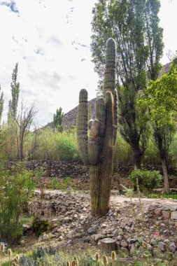 Cardon (Echinopsis atacamensis), Jujuy Arjantin 'in Tilcara kentindeki botanik bahçesinde..