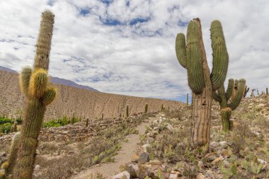 Jujuy, Arjantin 'deki Tilcara tepeleri arasında yol.