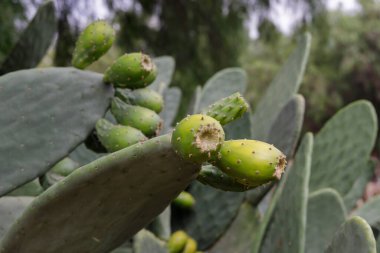 Yeşil dikenli armutlara yaklaş (Opuntia ficus indica).