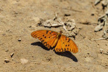 Spotted passionflower butterfly (Agraulis vanillae) perched on the sand. clipart