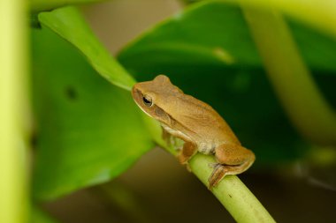 Montevideo ağaç kurbağası (Boana pulchella) Santa Fe, Arjantin 'deki Parana Nehri' nde bir Camalote üzerinde.
