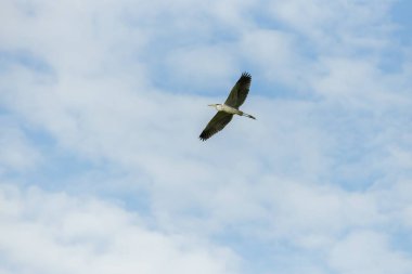 Ardea coi balıkçıl (Ardea coi) Santa Fe, Arjantin 'in kuzeyine tamamen yayılmış kanatlarla uçar..
