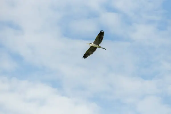 stock image Cocoi heron (Ardea cocoi) flying with wings fully spread north of Santa Fe, Argentina.