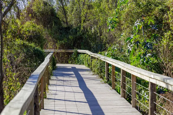 stock image Wooden walkway in the Costanera Sur ecological reserve in the city of Buenos Aires.