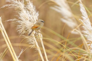 Gri Baywind (Agelaioides badius) bir pampas otuna tünemiştir (Cortaderia selloana)).
