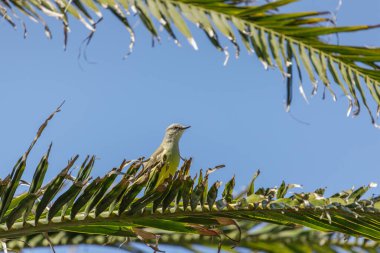 Tropical kingbird (Tyrannus melancholicus) perched on a palm tree. clipart