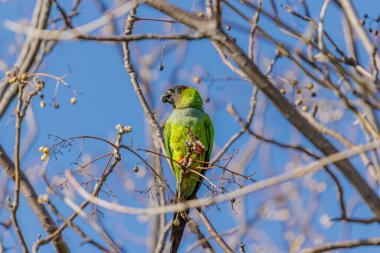 Nanday muhabbet kuşu (Aratinga nenday) çin ağacı tohumu yiyor.