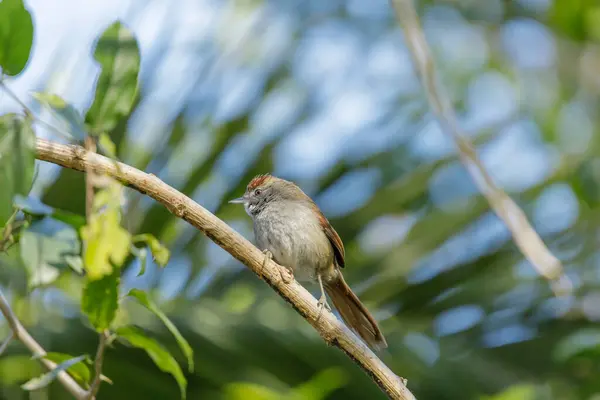 stock image Sooty-fronted spinetail (Synallaxis frontalis) perched on a tree branch.