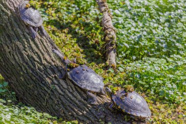 Hilaires side-necked turtle (Phrynops hilarii) and black-bellied slider turtle (Trachemys dorbigni) climbing on a tree trunk. clipart