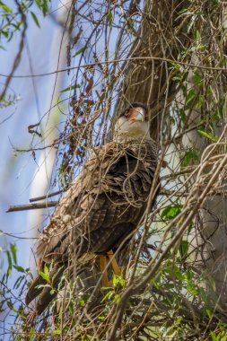 Crested caracara (Caracara plancus) perched on a tree branch among vines. clipart